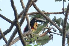 Monitoreo de fauna en las áreas verdes del campus Víctor Levi Sasso.