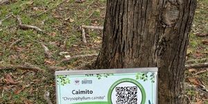 Digitalizan árboles del Aljibe