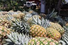 La inversión para la producción del cultivo de piña en Panamá es alta.