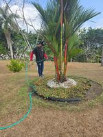 Apoyo en mantenimiento de áreas verdes-Templo Baha'í.