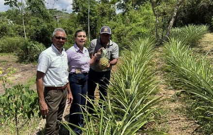 Dra. Lineth Alaín de Meier, cosecha la primera Piña producida en el Centro Regional 