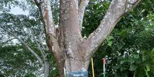 Universidad Tecnológica de Panamá