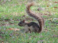 Monitoreo de fauna en las áreas verdes del campus Víctor Levi Sasso.