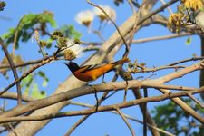 Monitoreo de fauna en las áreas verdes del campus Víctor Levi Sasso.