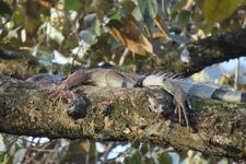 Monitoreo de fauna en las áreas verdes del campus Víctor Levi Sasso.