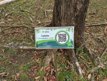 Digitalizan árboles del Aljibe