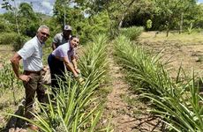 De la Siembra a la Cosecha: Primera Piña del Proyecto Agroecológico.
