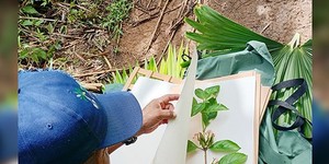 Conocimiento etnobotánico de las plantas medicinales de la etnia Ngäbe-Buglé es documentado por investigadores de la UTP