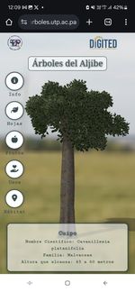 Imagen que muestra información de las características  del árbol Cuipo y el modelo 3D del mimo.