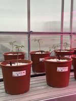 Plantas.