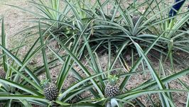Se sembraron 130 plantas de piña, todas en buen estado fitosanitario.