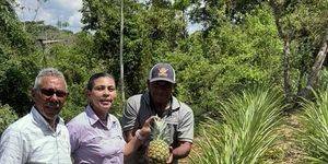 Dra. Lineth Alaín de Meier, cosecha la primera Piña producida en el Centro Regional 